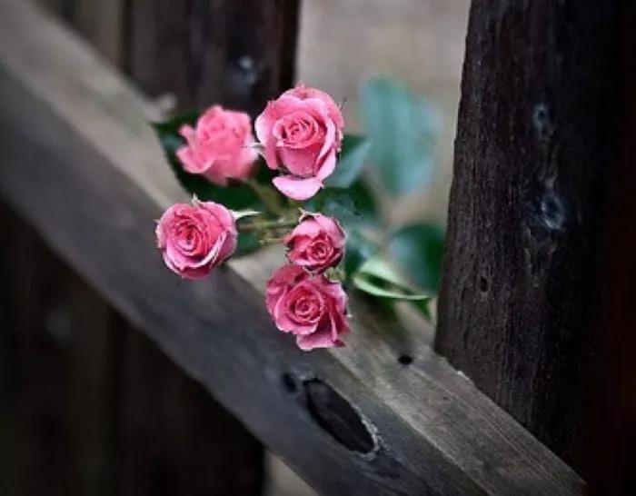 一首经典古诗词书法作品,十三言诗13首书法