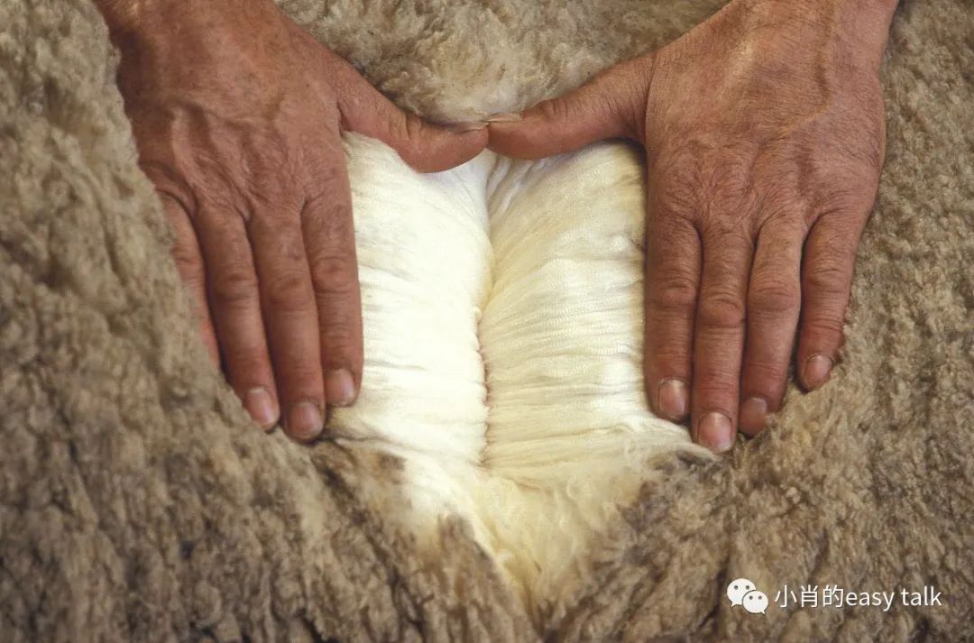 羊绒面料和黄金料面料有什么区别,高档羊毛羊绒面料知识