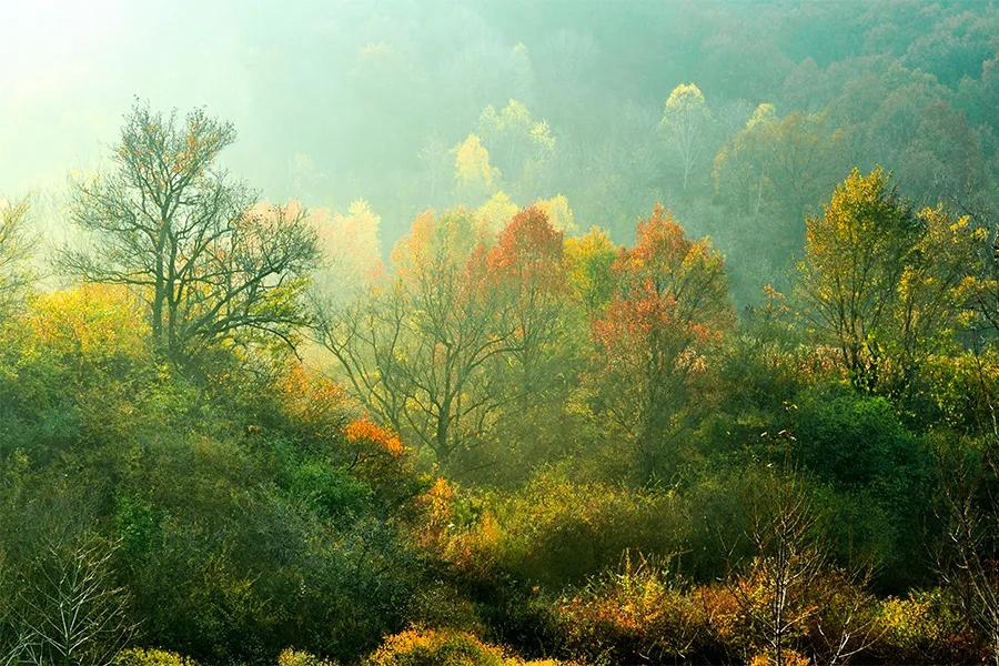 儿童画教程|趣味色彩美术课程《万山红遍,层林尽染》