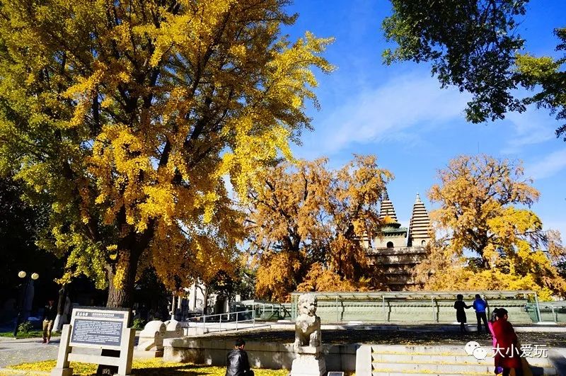 银杏北京打卡地,北京十大银杏观赏地图