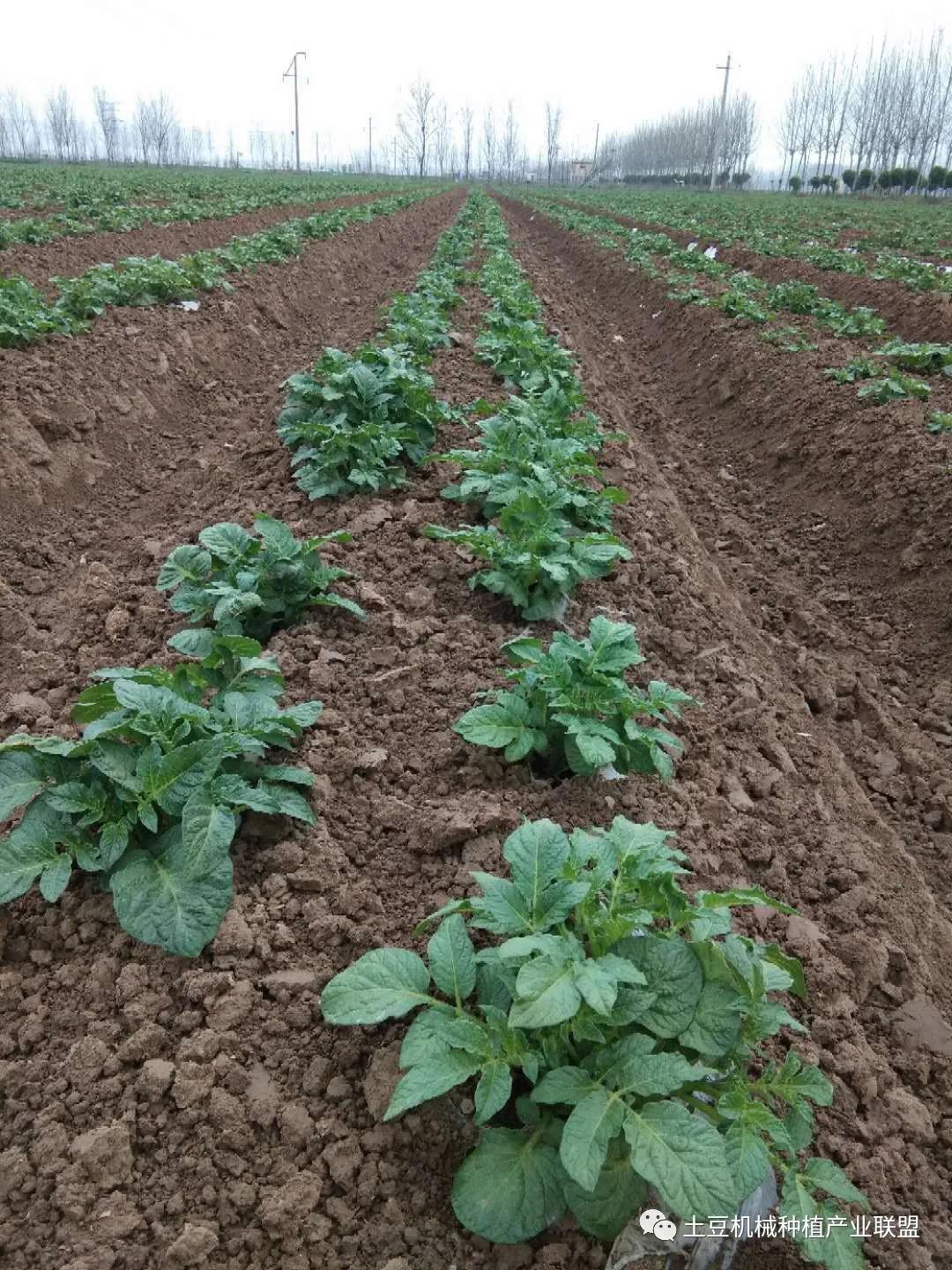 灭草松除草剂对马铃薯药害,马铃薯药害的一般症状图片