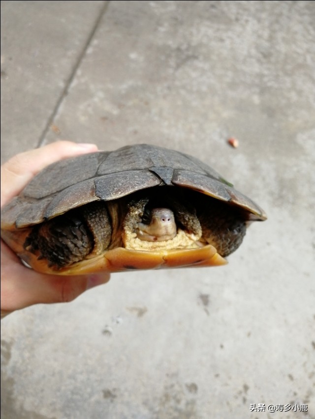 石金钱龟也叫黄喉拟水龟吗,黄喉拟水龟和石金钱龟通灵性吗