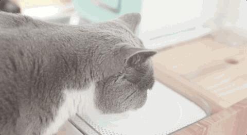 猫咪爱喝水泌尿系统会出问题吗,猫泌尿严重时吃左氧氟沙星有救吗