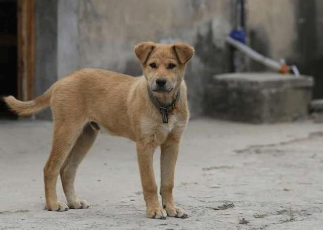 中国最受欢迎的10种狗,最受人喜爱的十种狗