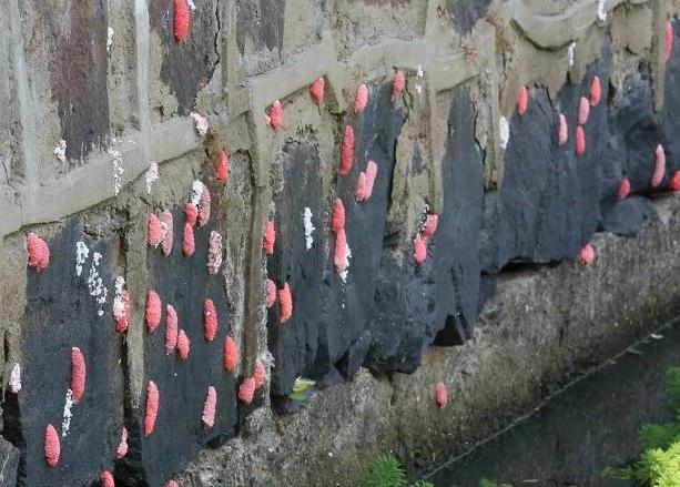 很多食物都有寄生虫,哪些寄生虫会造成生命危险