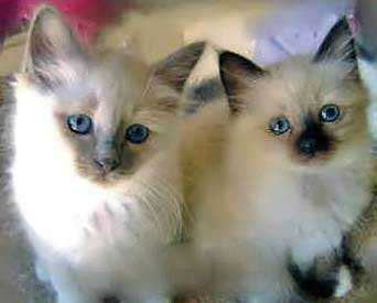 十大可爱猫咪排名,盘点世界上最可爱的猫咪