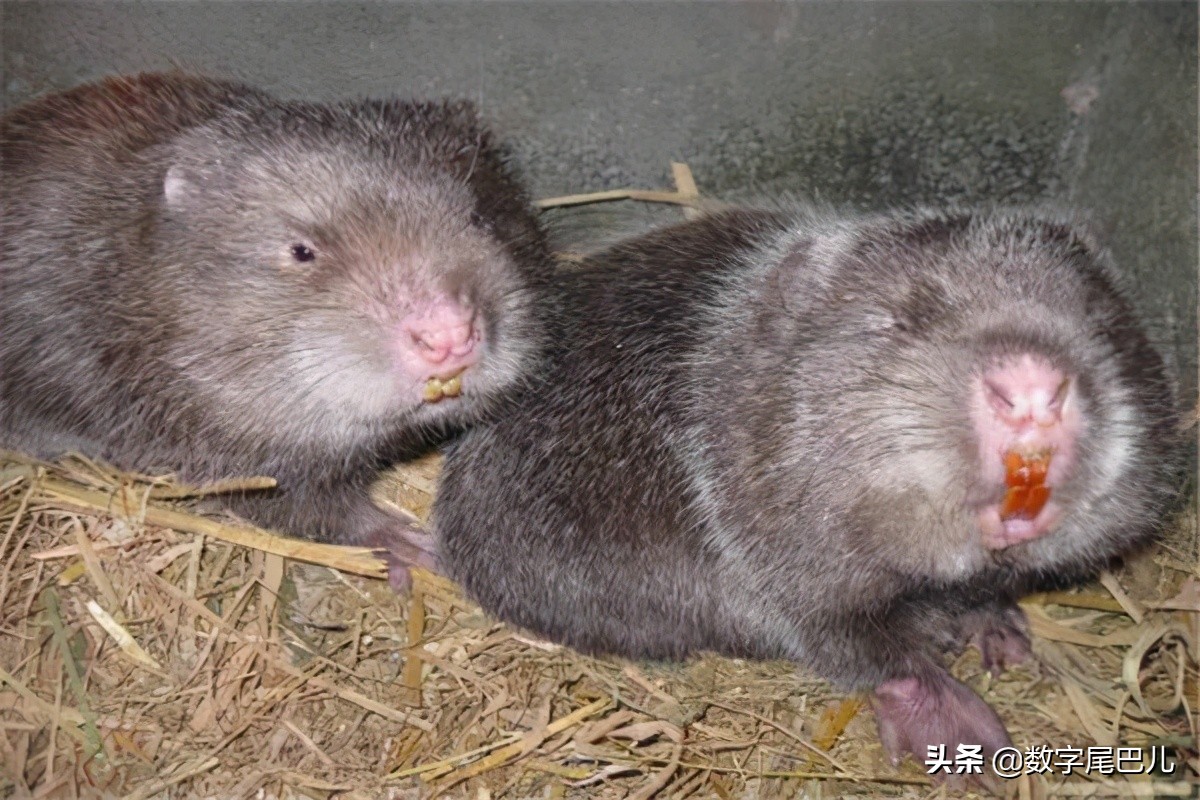 竹鼠养殖前景好脱贫致富信心足,竹鼠养殖创业致富经验介绍