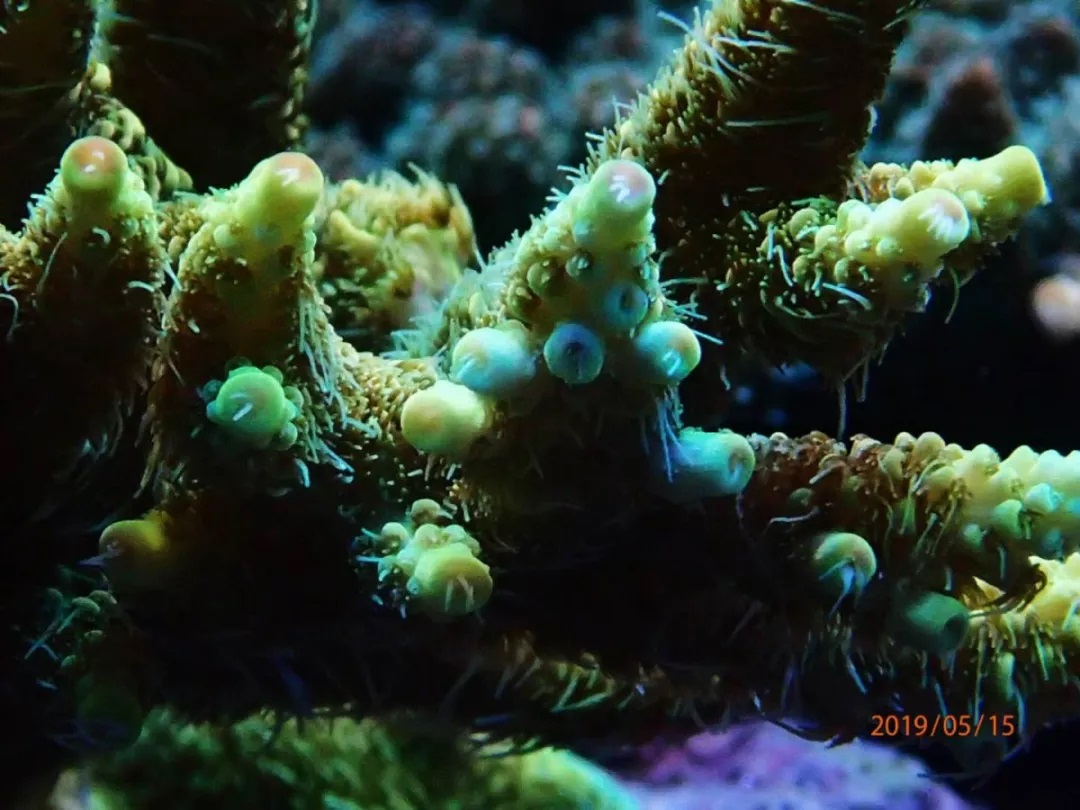 海缸刚开缸怎么饲养,海缸np双零珊瑚会白化吗