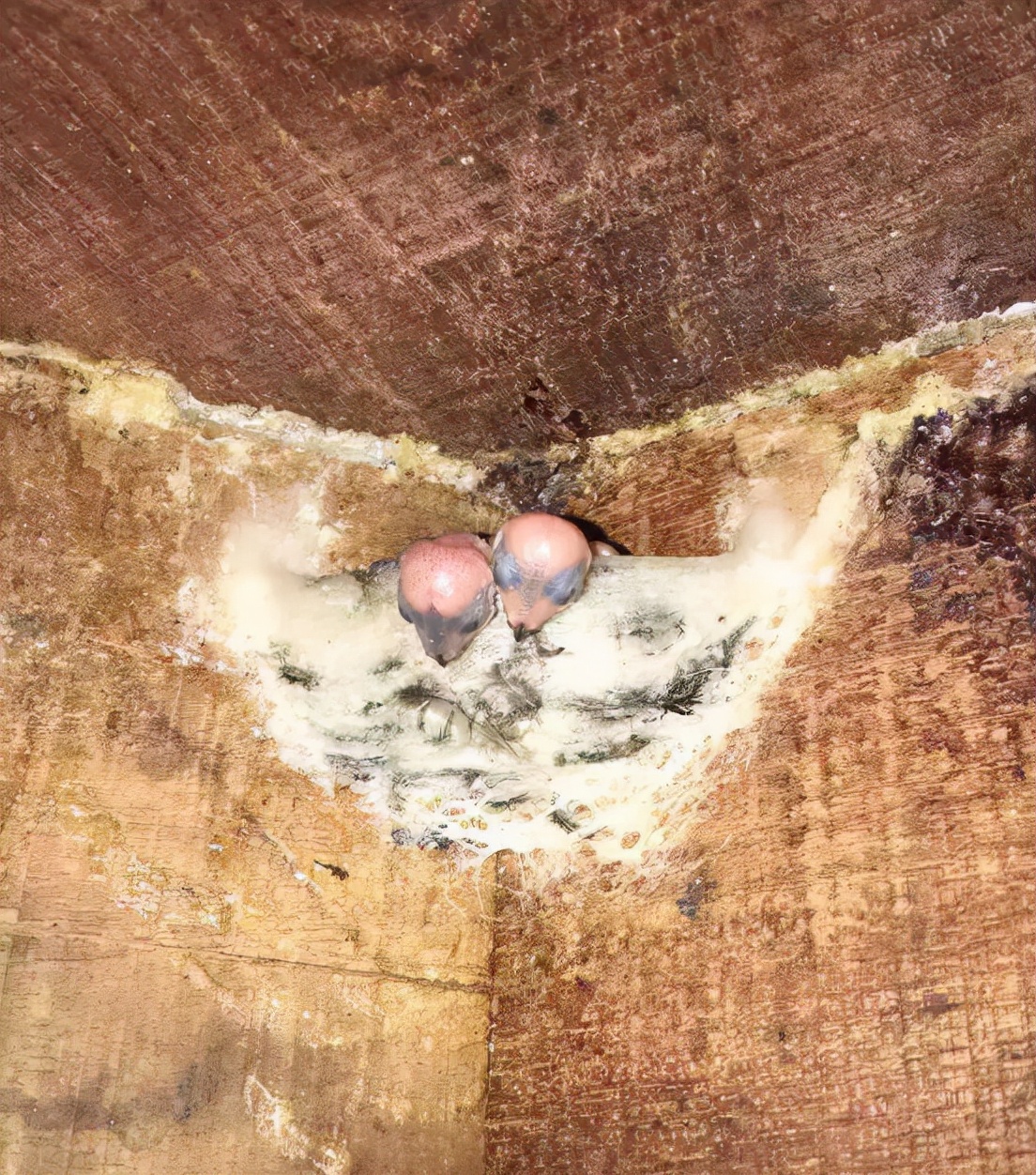 吃燕窝会让金丝燕无家可归吗,吃燕窝有负罪感