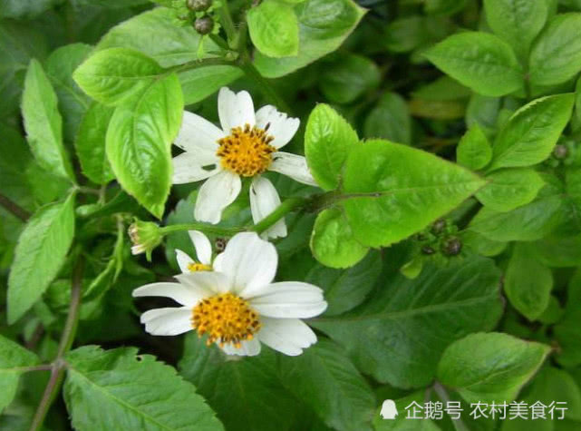 农村的鬼针草,农村有一种野草叫鬼针草能吃么