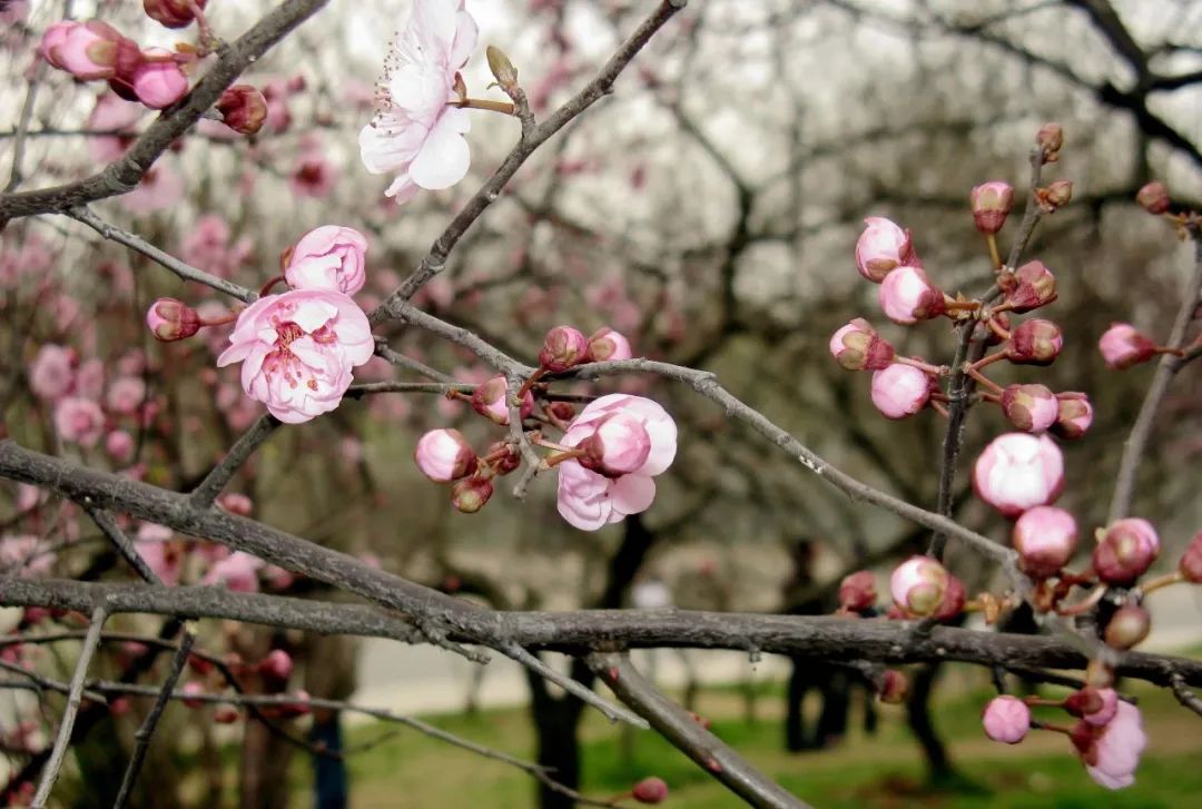 春暖花开的季节到了文案,春暖花开的季节到了原版