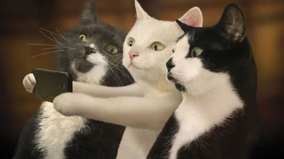 怀孕的母猫得猫瘟没流产,怀孕母猫得了猫鼻支会流产么