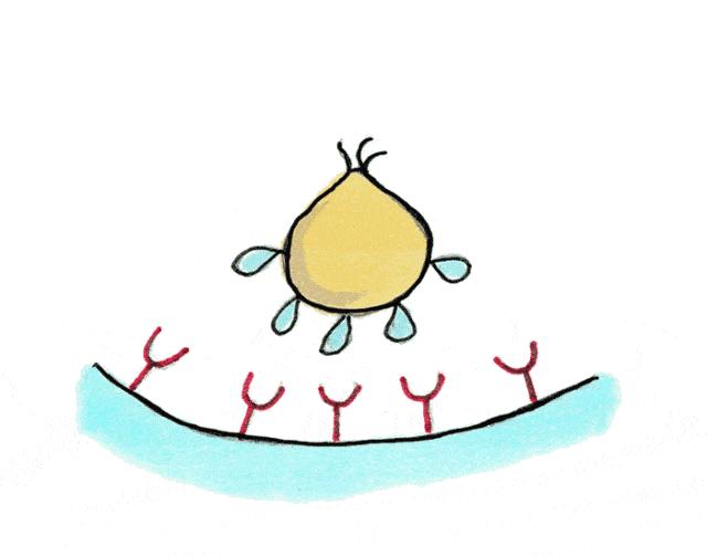 犬瘟病毒在室温下存活多久,狗狗感染犬瘟病毒症状