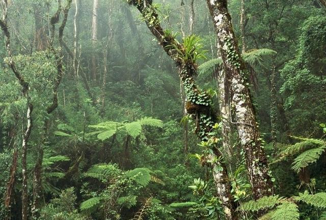 被毒蛇咬了能把蛇打死吗,被毒蛇咬了毒蛇的蛇胆解毒吗