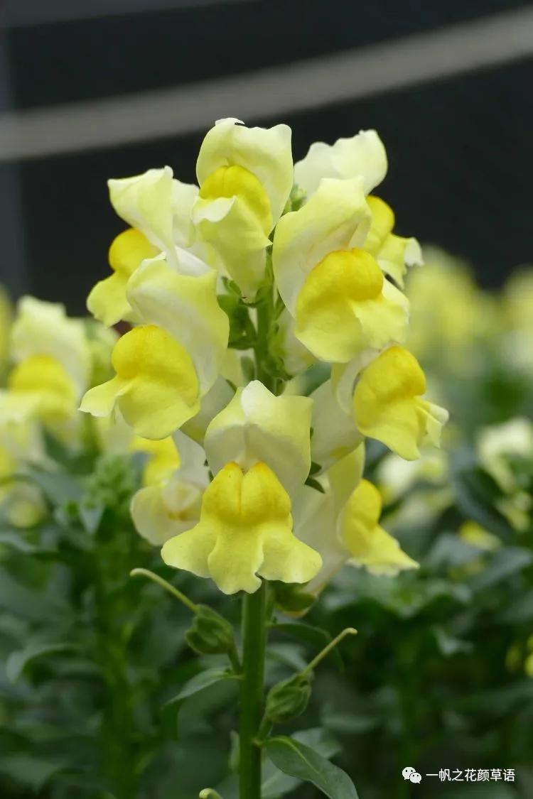 金鱼草的简介,金鱼草的地径