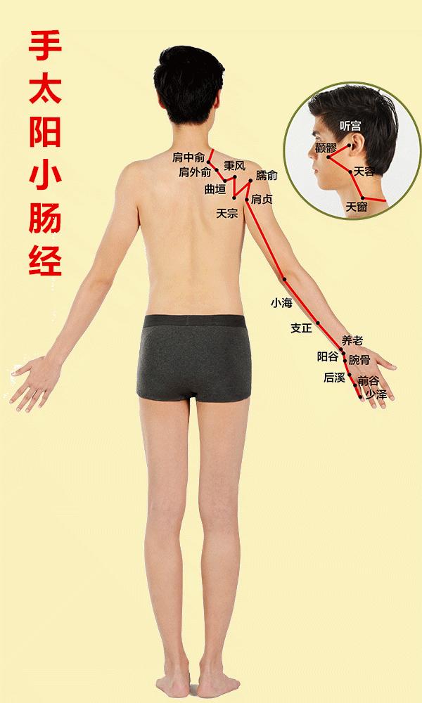 人体有十二条经络和三焦,人体有哪12条经络