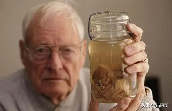 猫比狗聪明吗知乎,猫比狗诚实吗