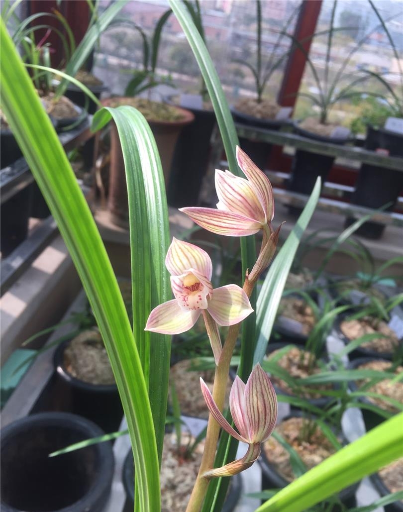 北方五月兰花管理,北京养兰花注意什么事项