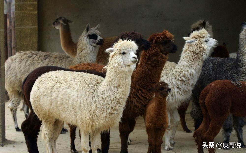 衣服马海毛的贵还是羊驼毛的贵,马海毛和羊驼毛哪个好