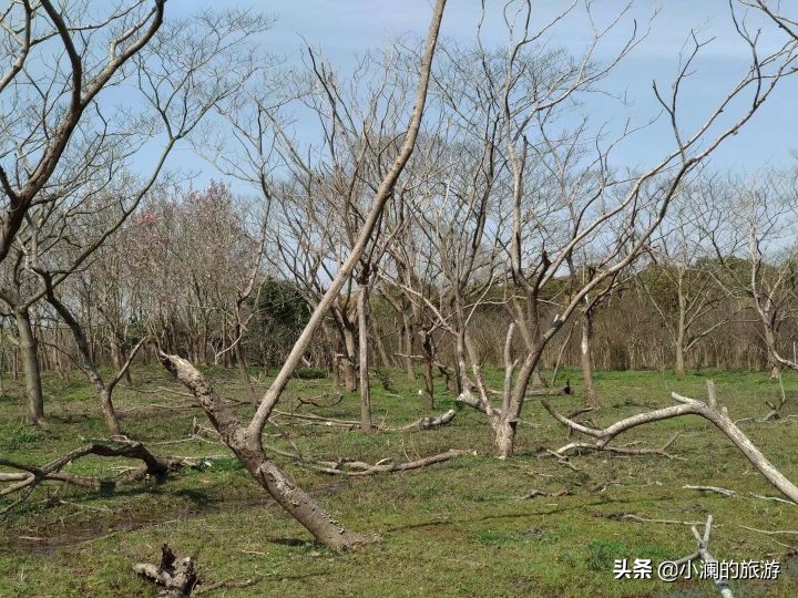 最大的上海森林公园,在上海郊区一座低调的森林公园