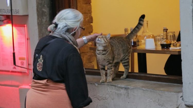 国宝是只猫！论凡尔赛，我只服土耳其