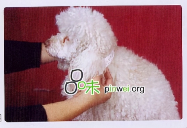 从零开始学做宠物衣服步骤,怎么自己给宠物制作衣服