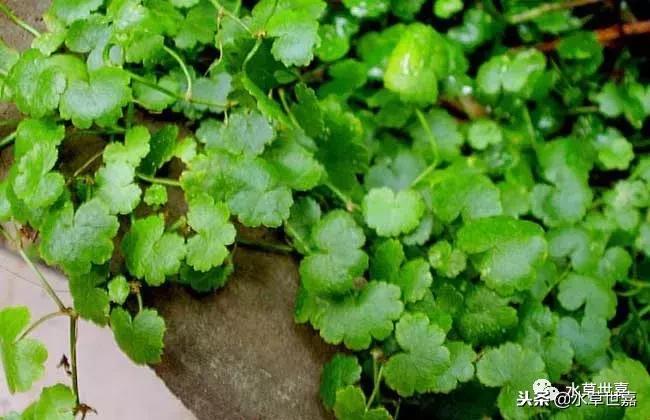 30cm水陆缸适合养什么,水陆缸植物前景中景后景搭配介绍