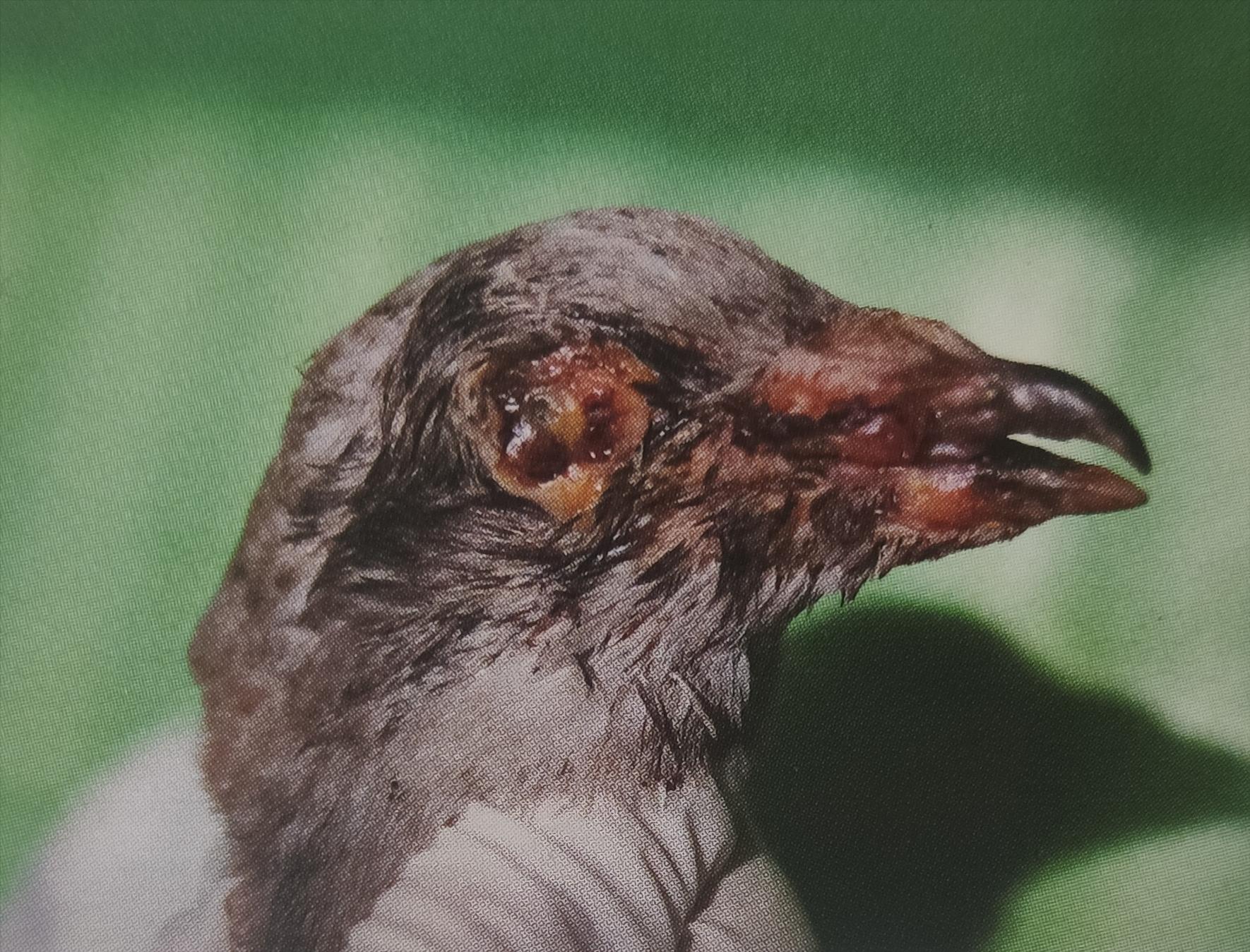 博金赛鸽丨鸽子关节肿胀是怎么回事