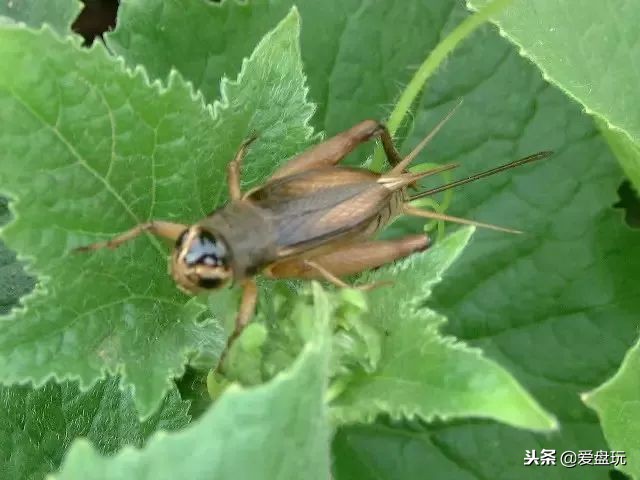 鸣虫之油葫芦和蝈蝈,蝈蝈蟋蟀油葫芦三大鸣虫叫声