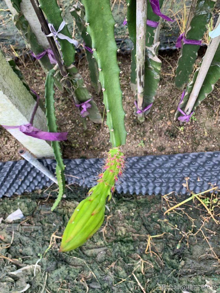 燕窝级火龙果,燕窝果海南火龙果