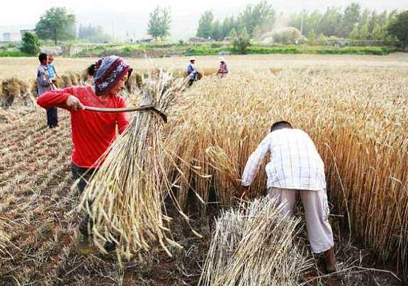 诗歌的收获,有关收麦子的古诗词有哪些