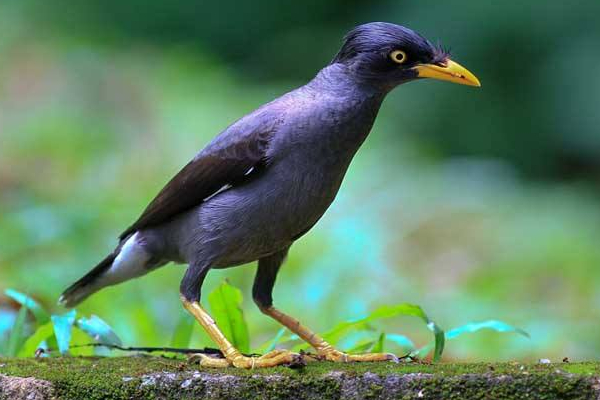 常见八哥有几个品种,八哥的分类