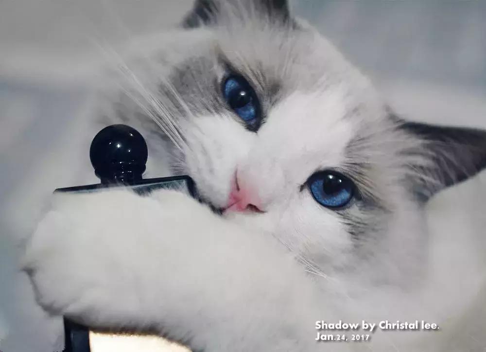 芦丹氏高端黄金分割系列之狐狸与蛇：葡萄茉莉真销魂