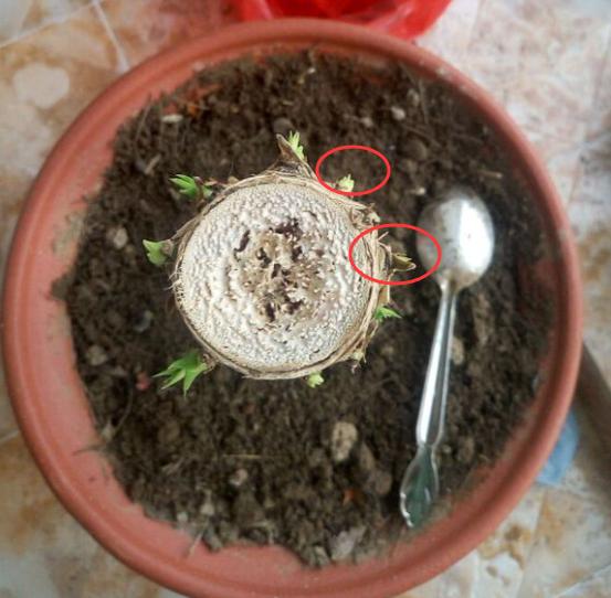 怎样能让龙血树多发杈,怎样让龙血树长侧枝