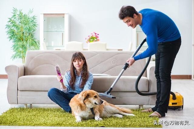 9个方法除掉狗狗身上的跳蚤