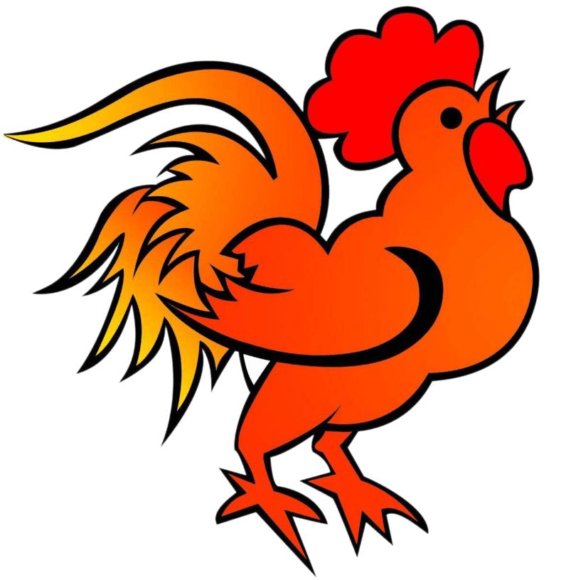 肉鸡的习性,肉鸡生理结构图