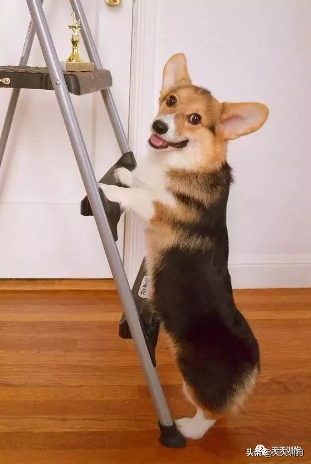 狗狗肠胃不适应该让它吃什么,肠胃脆弱狗狗饮食