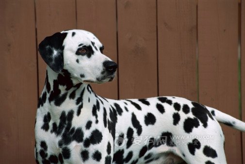 每日一犬,大麦町犬和小麦町犬的区别