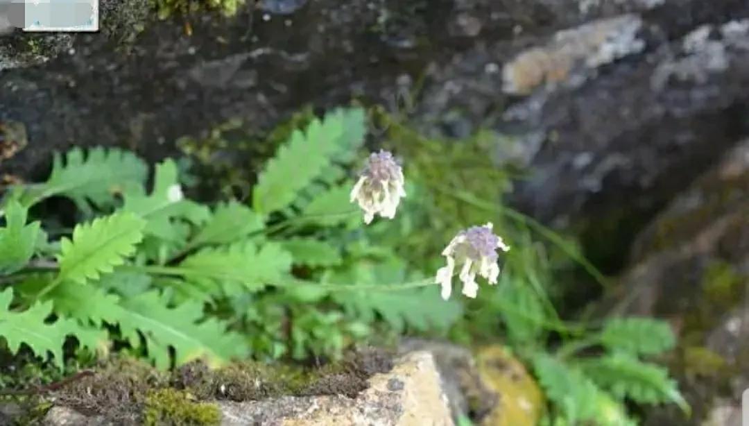 芳踪难觅濒危花!清新治愈篇:沙漠高原是吾家,豹子花的春天来了