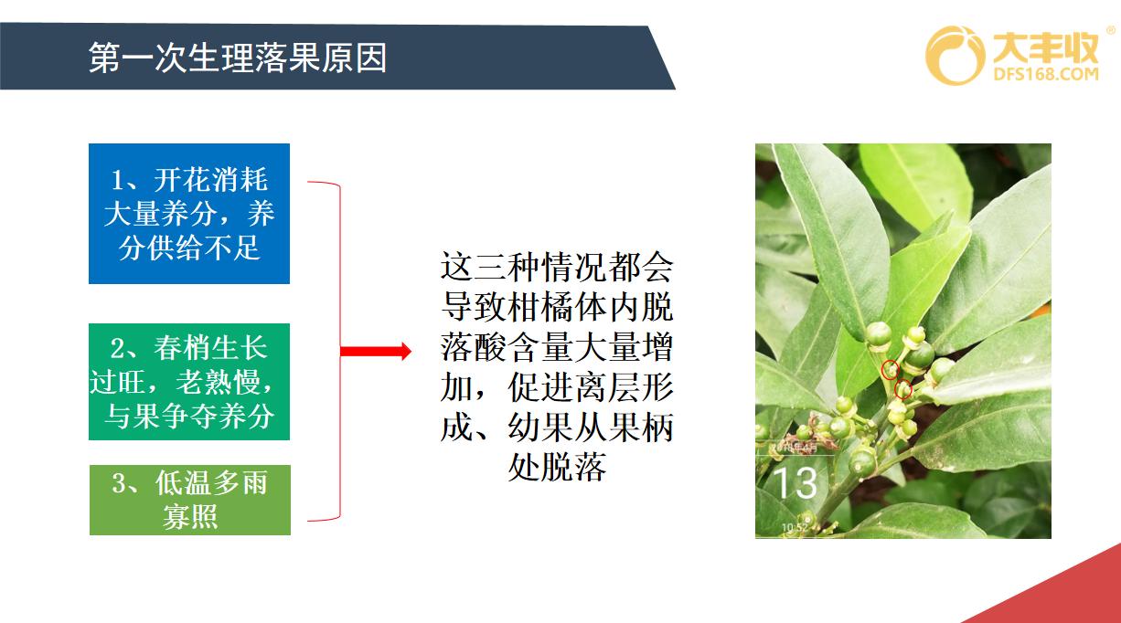 柑橘落花的原因和解决方法,柑橘落花原因分析