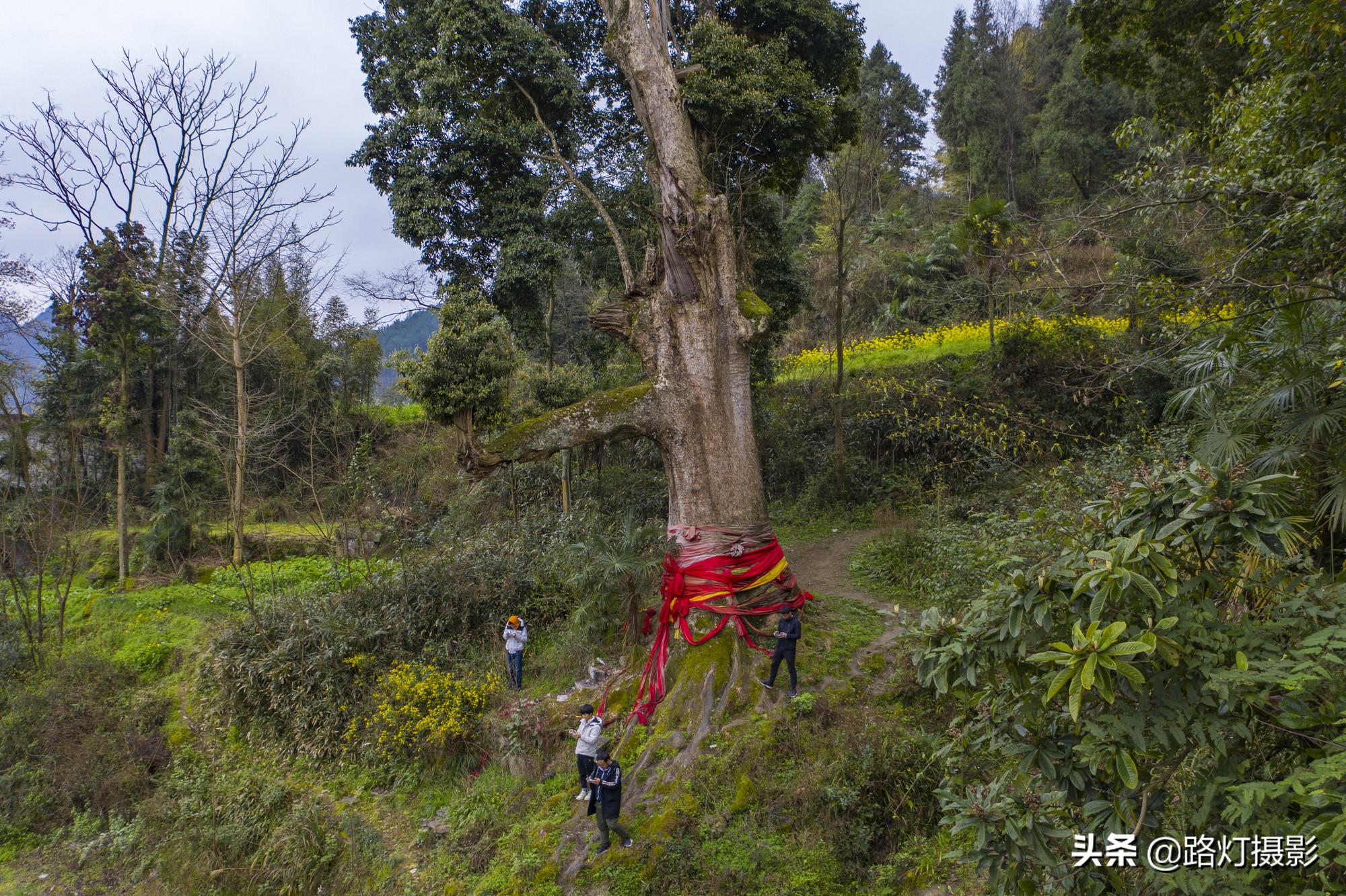 贵州金丝楠木树王还活着吗,贵州发现一棵千年楠木王