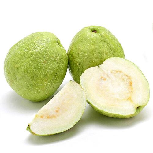 桃金娘科蒲桃属植物葡桃,桃金娘目千屈菜科植物