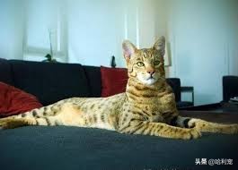 世界上最贵猫品种排行榜,世界上身价最高的猫