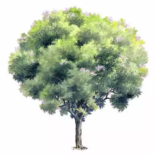 十种不同树叶的画法,五种不同树木的画法简单的