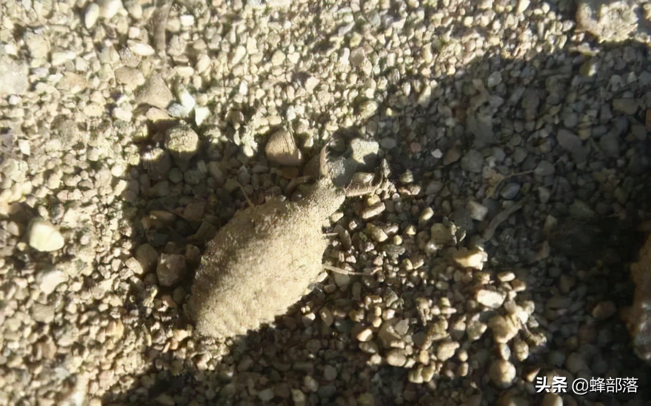 8000元一斤的“沙王八”，专吃肉却连肛门都没有，屎去哪了？