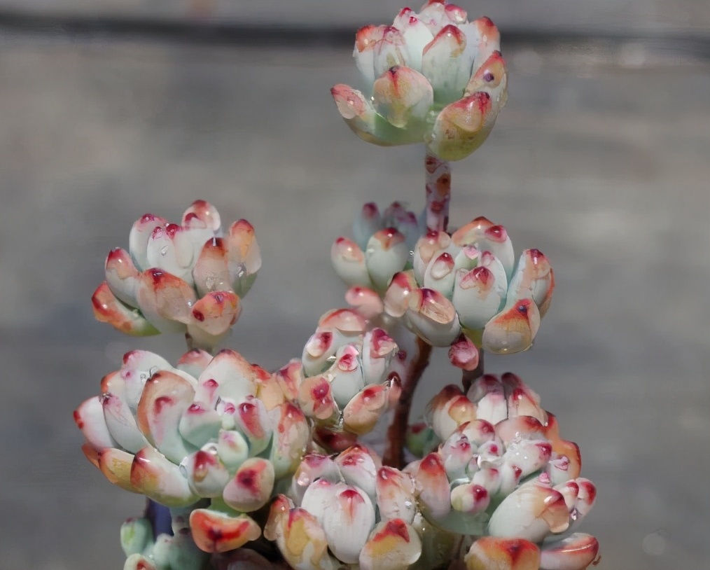 10种多肉天生爱徒长,不能“宠”着养,虐一虐才漂亮