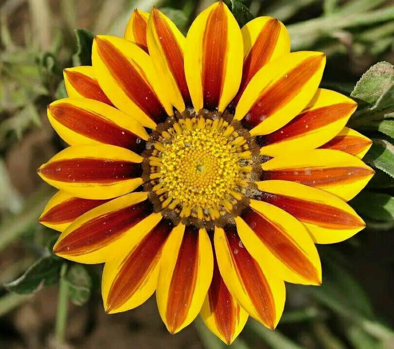 春夏秋冬都可以开的菊花,夏天适合的菊花