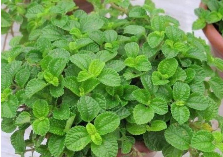 室内能吸毒的花,卧室里适合养的吸毒花