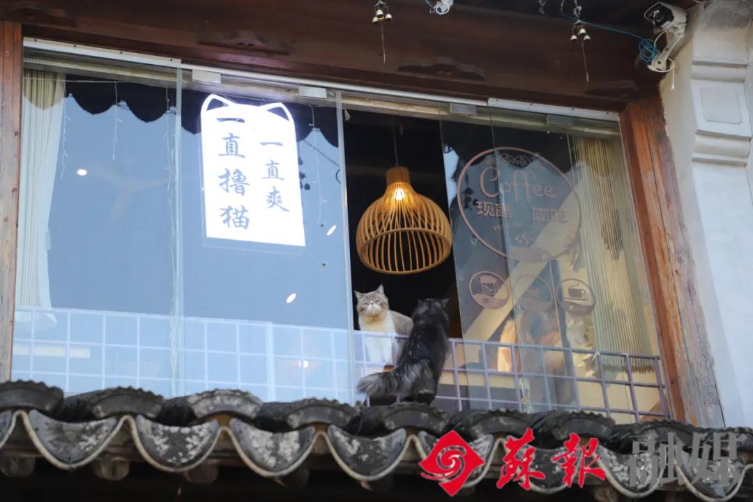 苏州旅游必打卡的10个景点,苏州适合周末放松的景区