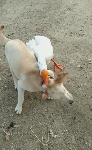 赔59万，咬成残疾，被称家禽界流氓！村霸大鹅，为何见谁都硬刚？